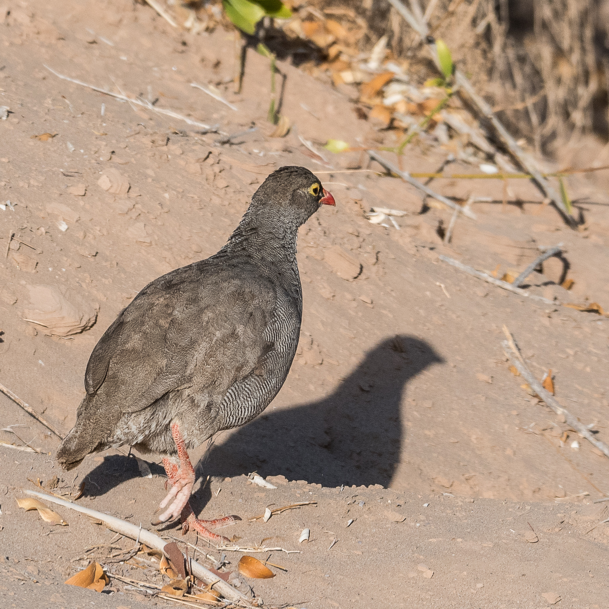 Francolin à bec rouge adulte (Red-billed spurfowl, Pternistis adspersus), Vallée de l'Hoanib, Kaokoland, Namibie;